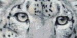 (image for) Eyes of a Snow Leopard